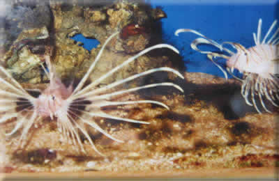 Sea life!