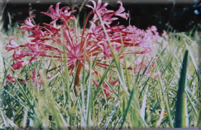 Indigenous Flowers!