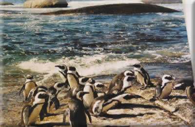 Penguin Bay!